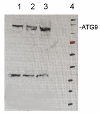 ATG9 | Autophagy-related protein 9 (C-terminal) in the group Antibodies Plant/Algal  / Protein Modifications / Autophagy-related and Ubiquitin-like Proteins at Agrisera AB (Antibodies for research) (AS16 4072)